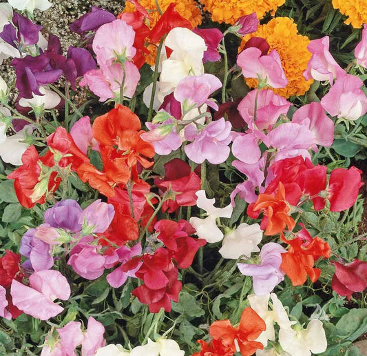 Sweet Pea Seeds Mix - 36" Dwarf Vine, Non-GMO - Lathyrus odoratus, Perfect for Containers, 50 Seeds