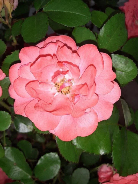 Coral Floribunda Rose Cuttings (4) - Rosa floribunda, Ideal for Containers or Garden, Immediate Planting Recommended