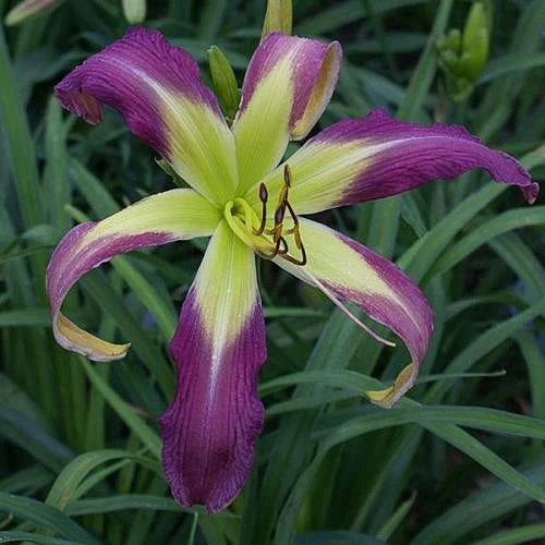 Daylily Live Plant - Huge 11.5" Spider - Phantom Warrior - Hemerocallis