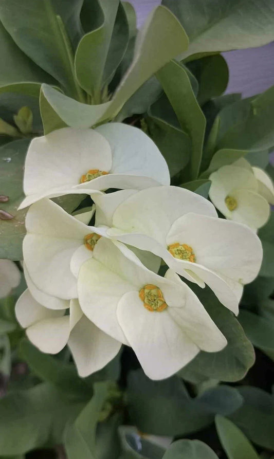 Large Flower White Crown of Thorns Cutting (1 Count, No Roots) - Euphorbia milii