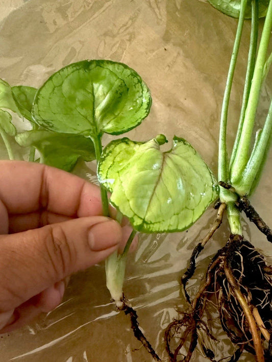 Syngonium 'Berry Allusion' Cutting - Rooted Live Plant, Indoor Houseplant, Easy Care, Syngonium podophyllum