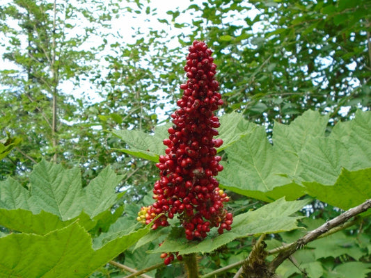 Devil's Club Live Root for Planting, Wild Harvested from Alaska, Oplopanax horridus