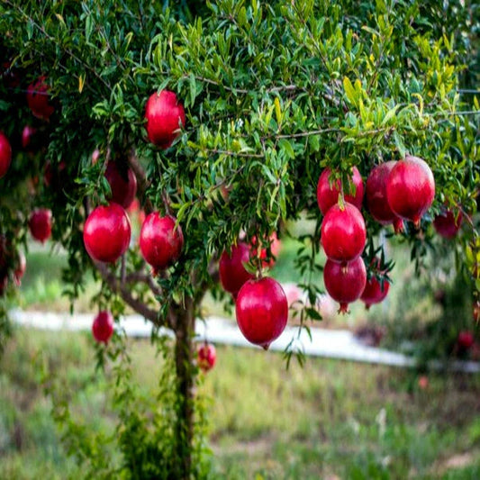 Dwarf Pomegranate Tree Seeds - 20 Pack - Nana Variety - Punica granatum - Indoor Garden Fruit Plant