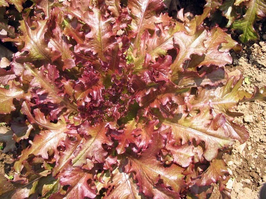 Red Salad Bowl Leaf Lettuce Seeds - 4g Freshly Harvested - Ideal for Gardening (Lactuca sativa)