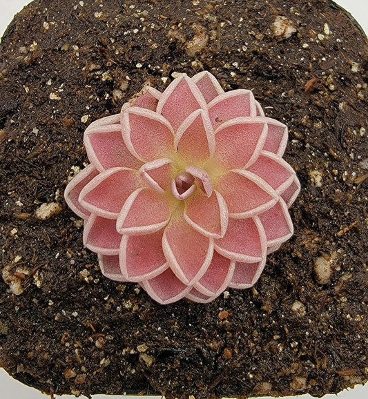 Pinguicula ehlersiae Butterworts Carnivorous Plant - Unique Insect-Eating Houseplant for Indoor Gardens