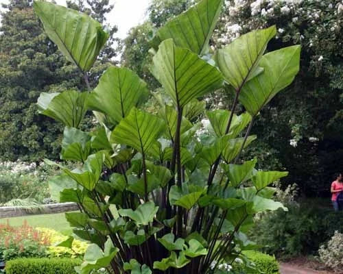 Small Rooted Starter Plant - Colocasia esculenta - Elephant Ear - Tea Cup Variety