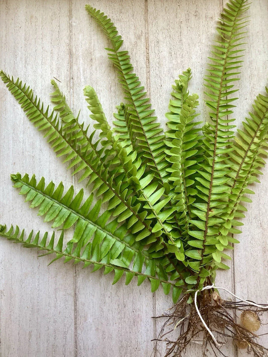 20 Bare Root Ferns - Healthy Fast Growing Plants - Perfect for Gardens and Landscapes - Various Varieties