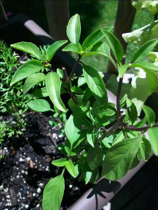 Licorice Basil Seeds Bulk - 1000 Gourmet Culinary Seeds - Ocimum basilicum var. basilicum