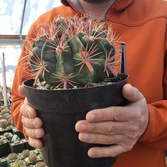 Devil's Tongue Cactus Plant - Ferocactus latispinus - Live Succulent - Unique Spines - Indoor/Outdoor Decor
