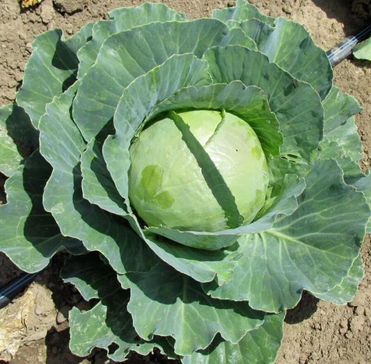 Cabbage Seeds 200-4000 Count Copenhagen Market Early Variety for Coleslaw, Brassica oleracea