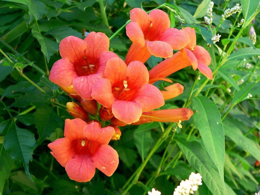 Hummingbird Trumpet Creeper Vine Seeds - 70 Campsis Radicans Flower Seeds for Garden and Landscaping