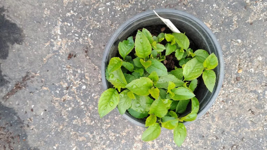Live Granny Smith Apple Fruit Tree Seedling - Fully Rooted Plant, 1 Year Old, Malus domestica