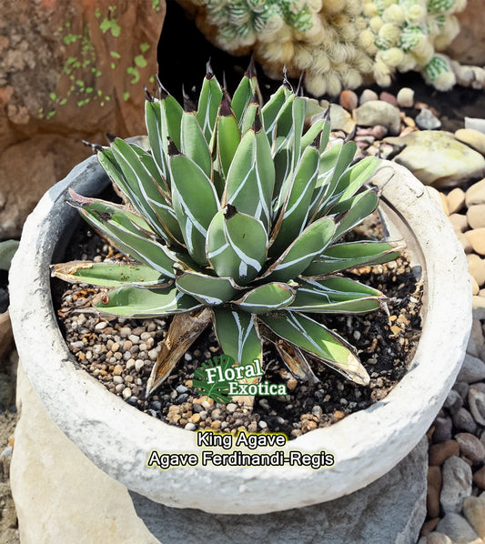 King Agave Ferdinandi-Regis Starter Pup - Agave Nickels - Live Plant - Perfect for Indoor/Outdoor Use