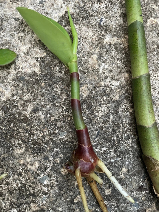 Yellow Spiral Ginger Rooted Cutting - Dimerocostus strobilaceous - Hawaii Grown, Tropical Plant for Gardens and Landscaping