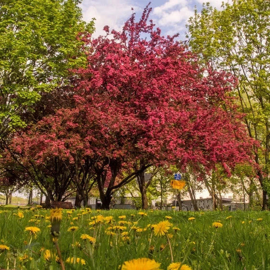 Crabapple Tree Seeds, 10 Seeds, Ornamental Perennial, Malus sylvestris, Fruit-Bearing Garden Plant
