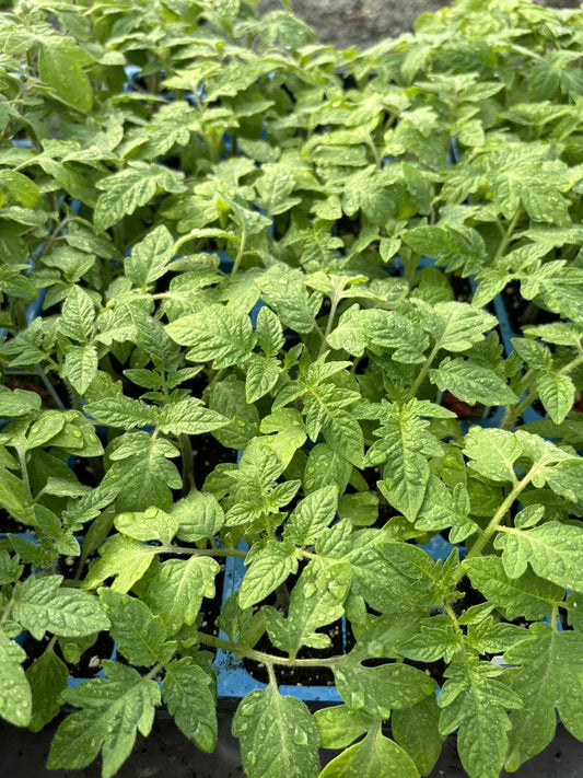 Lot of 3 Live Roma Tomato Plants, 6-10 inches, Solanum lycopersicum, 60+ Days Old, Perfect for Home Garden