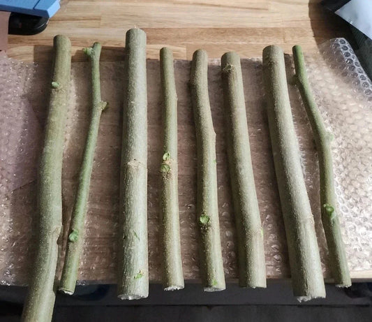 Moringa Oleifera Cuttings 8 Thick Non-GMO + 10 Seeds Horseradish Drumstick Tree
