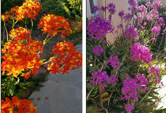 Epidendrum Orchid 5pcs Rooted Radicans Orange Yellow Purple Cluster Flowers - Tropical Houseplant