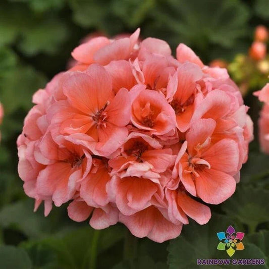Presto Light Salmon Geranium Seeds - 25+ Seeds for Garden - Pelargonium x hortorum - USA
