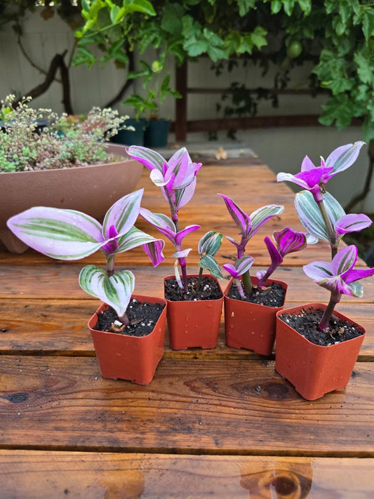 Tradescantia Nanouk Plant - 2" Pot - Rooted Pink Wandering Jew - Premium Healthy Variety