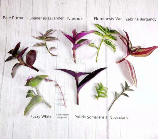 Wandering Jew Cutting - Tradescantia/Callisia - Easy Care Houseplant - Indoor Plant Propagation