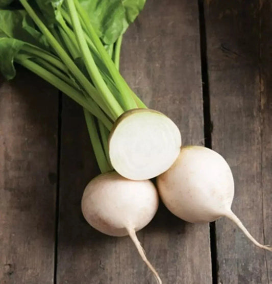 White Albino Beet Seeds - 250+ Heirloom Organic NON-GMO - Fresh Vegetable Seeds for Gardening - Beta vulgaris