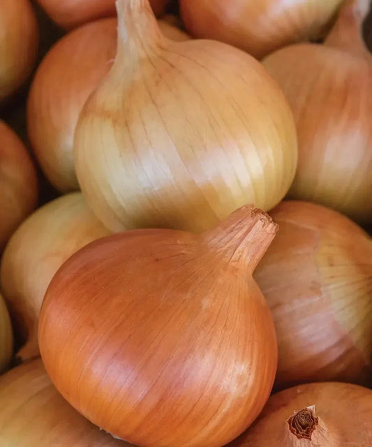 Patterson Onion Seeds - 500+ Count - Heirloom Variety - Allium cepa - USA Grown, Free Shipping