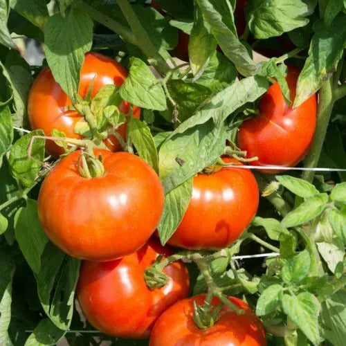 Rutgers Tomato Seeds 50 Ct - Heirloom Non-GMO Vegetable - Determinate Variety - Solanum lycopersicum