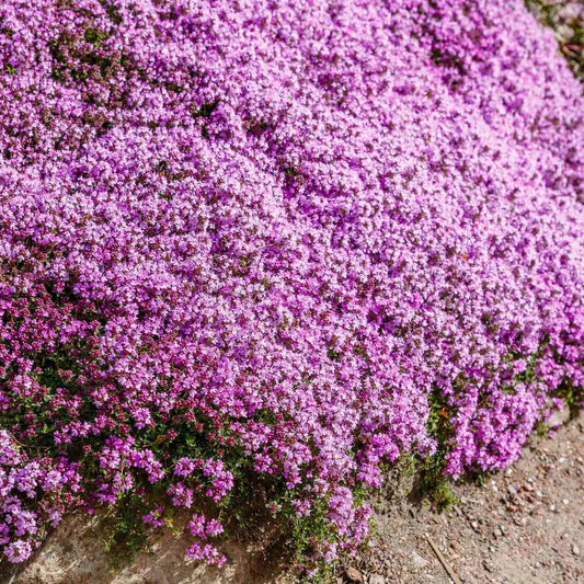 Creeping Thyme Seeds - 1000 Non-GMO Purple Fragrant Groundcover Perennial - Thymus serpyllum