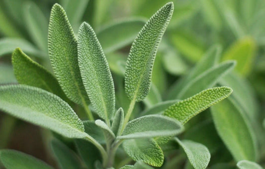 Sage Herb Seeds 100+ Broadleaf Culinary Shrub Bush Salvia officinalis, Aromatic Garden Plant, Free Shipping