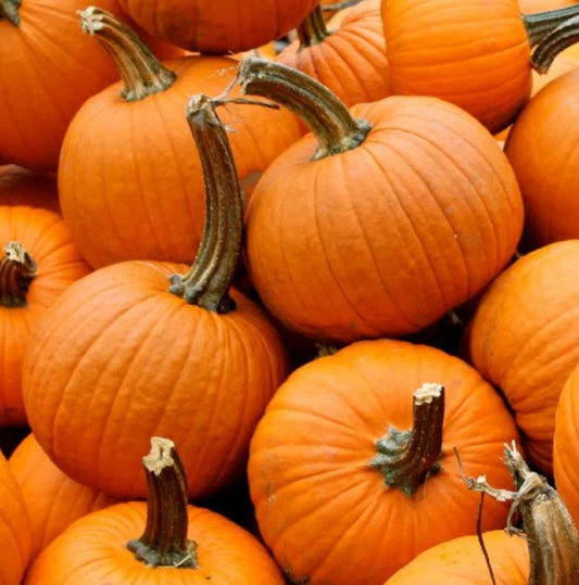Small Sugar Pumpkin Seeds - Heirloom, Stringless, Non-GMO for Canning & Pies - 20 Seeds (Cucurbita pepo)