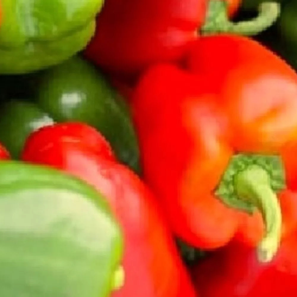California Wonder Bell Pepper Seeds | Heirloom Non-GMO | Vegetable Seeds for Garden | Capsicum annuum