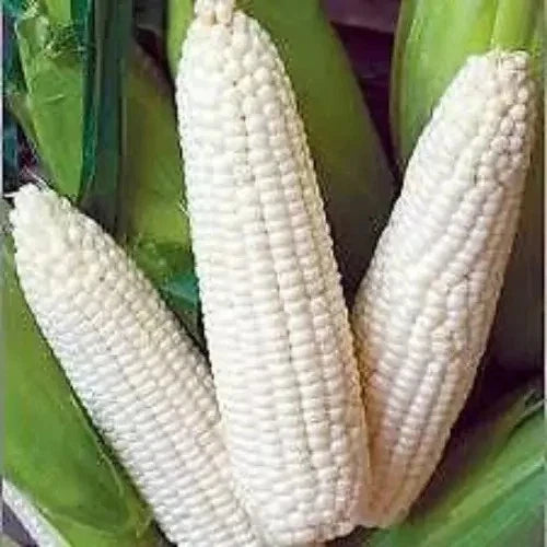 Non-GMO Heirloom White Corn Seeds - 120+ Truckers Favorite - Organic Fresh - Perfect for Gardening and Farming