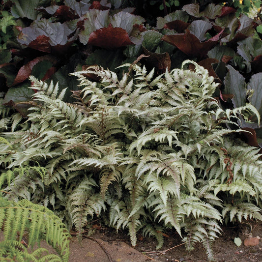 Japanese Painted Fern Plant 5.25" Pot Athyrium niponicum 'Pictum' Well Rooted Ornamental Foliage