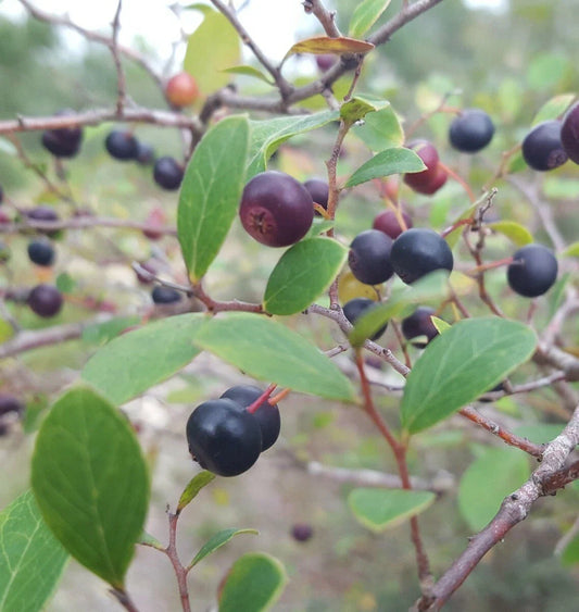 Sparkleberry Seeds | 25+ Seeds | Farkleberry / Huckleberry | Vaccinium Arboreum | Fruit Tree Seeds