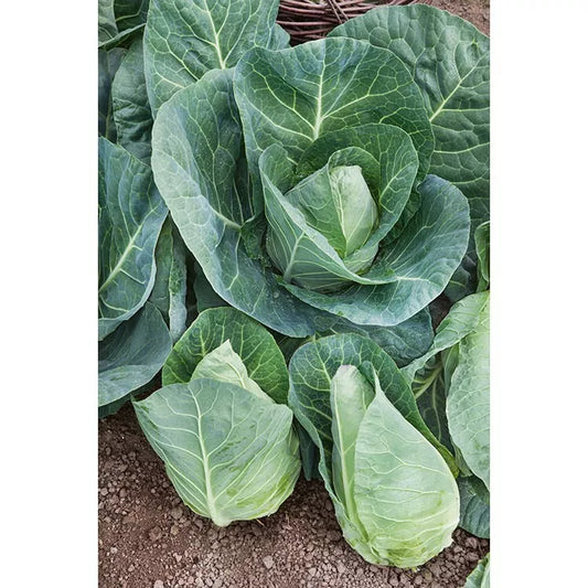 Cabbage Seeds 1000+ Heirloom Early Jersey Wakefield NON GMO Fresh Seeds