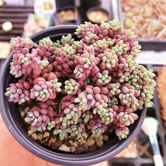 Sedum 'Corsican Stonecrop' 4in Bare Root Hardy Ground Cover Succulent Plant, Drought-Tolerant Perennial