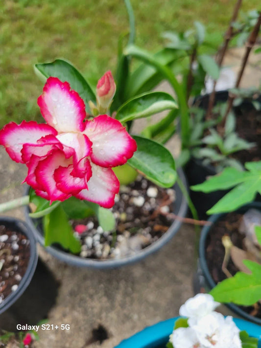 Desert Rose Adenium obesum 3-5" Triple Flowering Plant in 1 Gallon Pot - Rare Variety