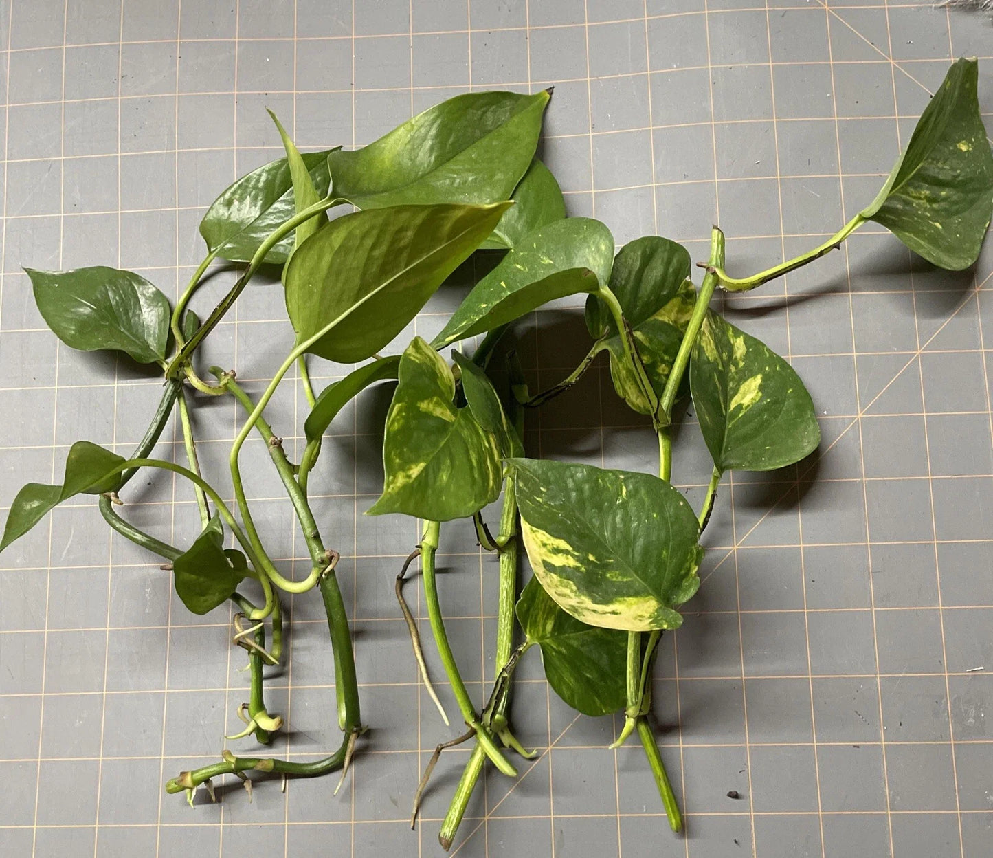 Golden Pothos Plant Rooted Cuttings - Epipremnum aureum - 5 Healthy Starter Plants for Indoor Greenery