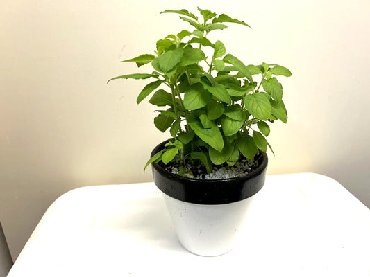 Holy Basil Plants - 5-8" Rooted Pots - Ocimum sanctum - Buy 4 Get 2 Free - Free Shipping