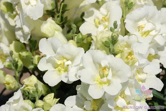 Twinny White Snapdragon Seeds - 1000+ Seeds for Garden Planting - Antirrhinum majus - USA - Free Shipping