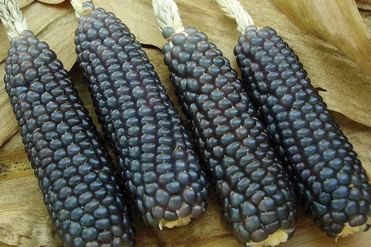 Hopi Blue Corn Seeds - 60+ Heirloom Non-GMO Organic Seeds - Rare Variety - Zea mays