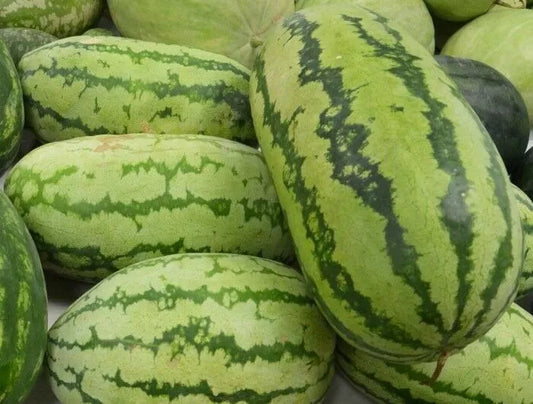 Watermelon Seeds 15 Ct Jubilee Variety NON-GMO Citrullus lanatus Free Shipping USA Seller