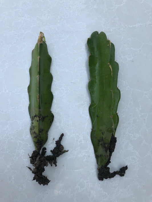 Rooted Dragon Fruit Cutting - White Pitaya Cactus - Hylocereus undatus - Ready to Plant