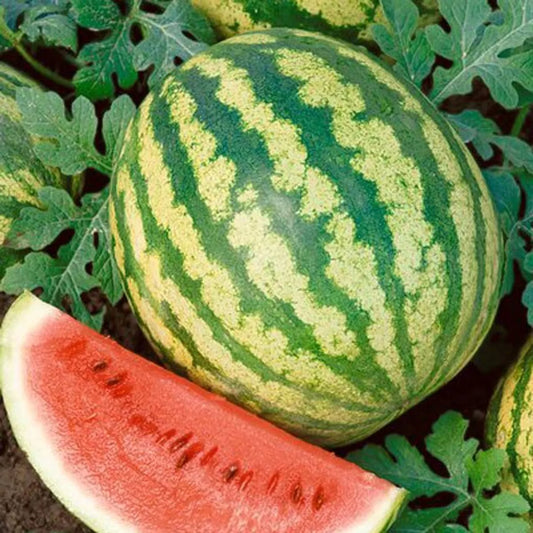 Crimson Sweet Watermelon Seeds, NON-GMO Heirloom, Varied Sizes, Citrullus lanatus, Free Shipping