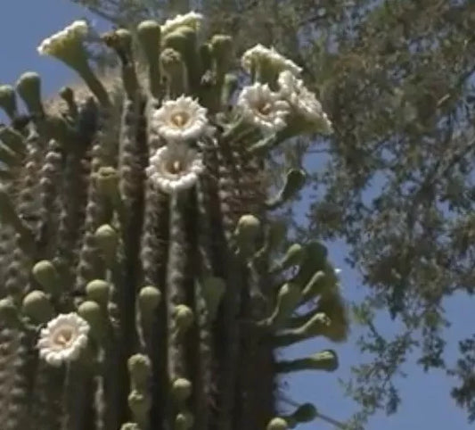 Saguaro Cactus Seeds - 25+ Pack - Carnegiea gigantea - USA Seller