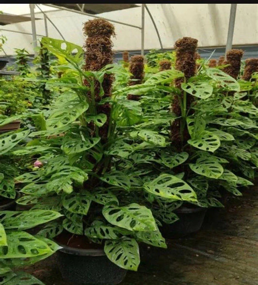 Monstera Adansonii Rooted Cutting - Rare Exotic Houseplant, Tropical Indoor Plant, Unique Foliage