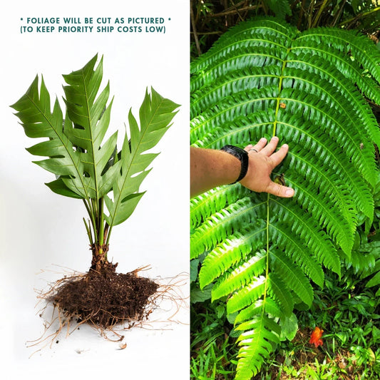 LIVE Bare Root Cyathea Horrida Tree Fern - Tropical Plant for Gardens and Landscaping