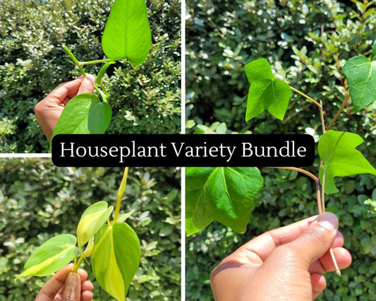 House Plant Variety Pack of 3 - Golden Pothos, Algerian Ivy, Brasil Philodendron - Indoor Greenery Set