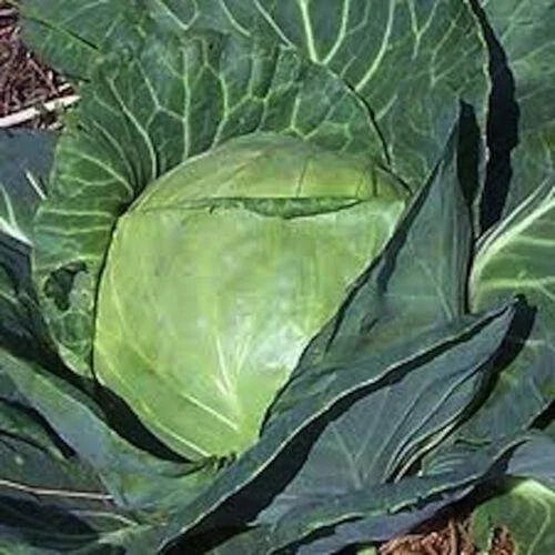 Late Flat Dutch Cabbage Seeds - 400+ Heirloom NON-GMO - Fresh Cabbage Seeds for Home Garden (Brassica oleracea var. capitata)